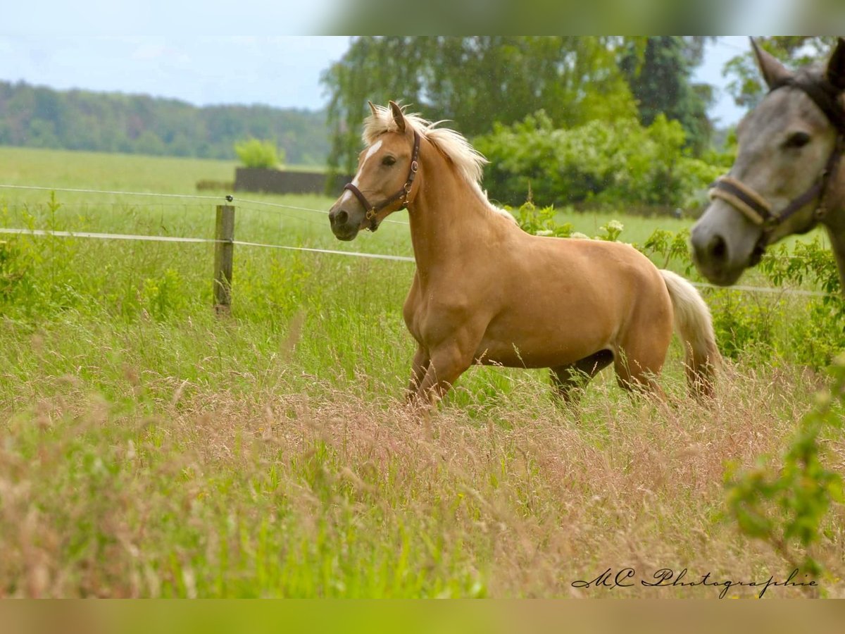 Andalou Jument 4 Ans 164 cm Palomino in Polenz