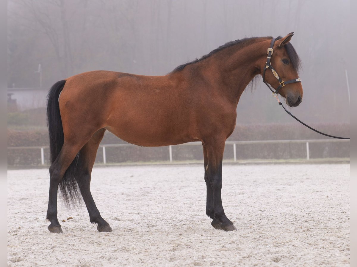 Andalou Jument 5 Ans 153 cm Bai in Neustadt (Wied)