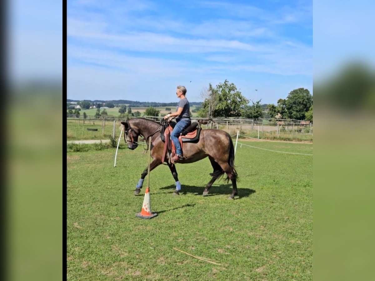 Andalou Croisé Jument 5 Ans 156 cm Grullo in Benissa