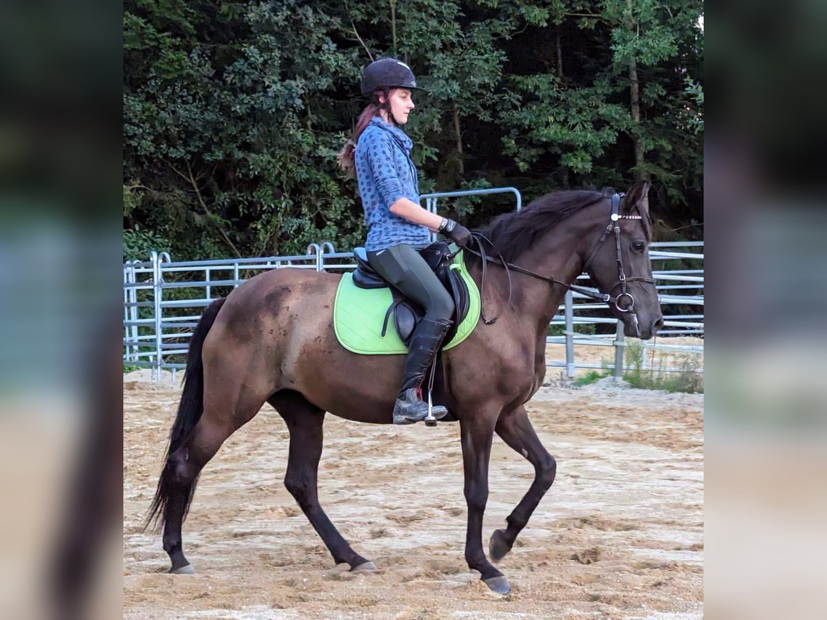 Andalou Jument 5 Ans 158 cm in Pfarrkirchen
