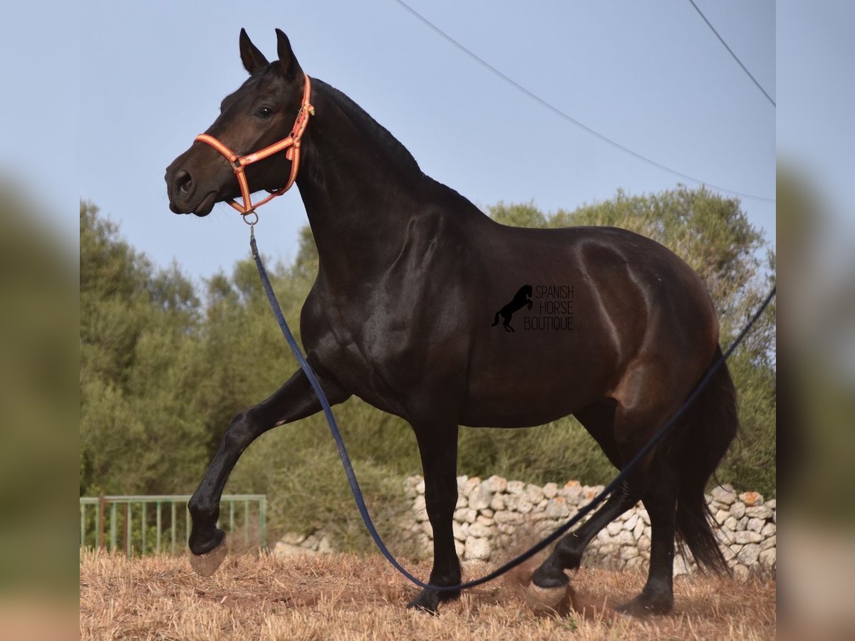 Andalou Jument 5 Ans 158 cm Noir in Menorca