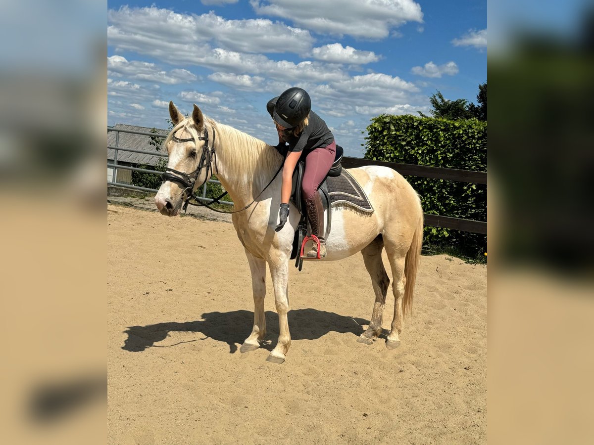 Andalou Jument 6 Ans 155 cm Pinto in Daleiden