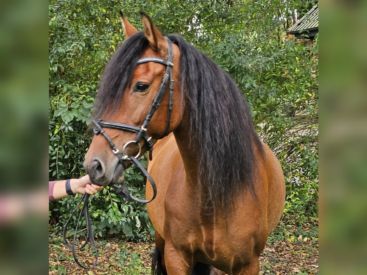 Andalou Jument 6 Ans 158 cm Bai in Nettetal