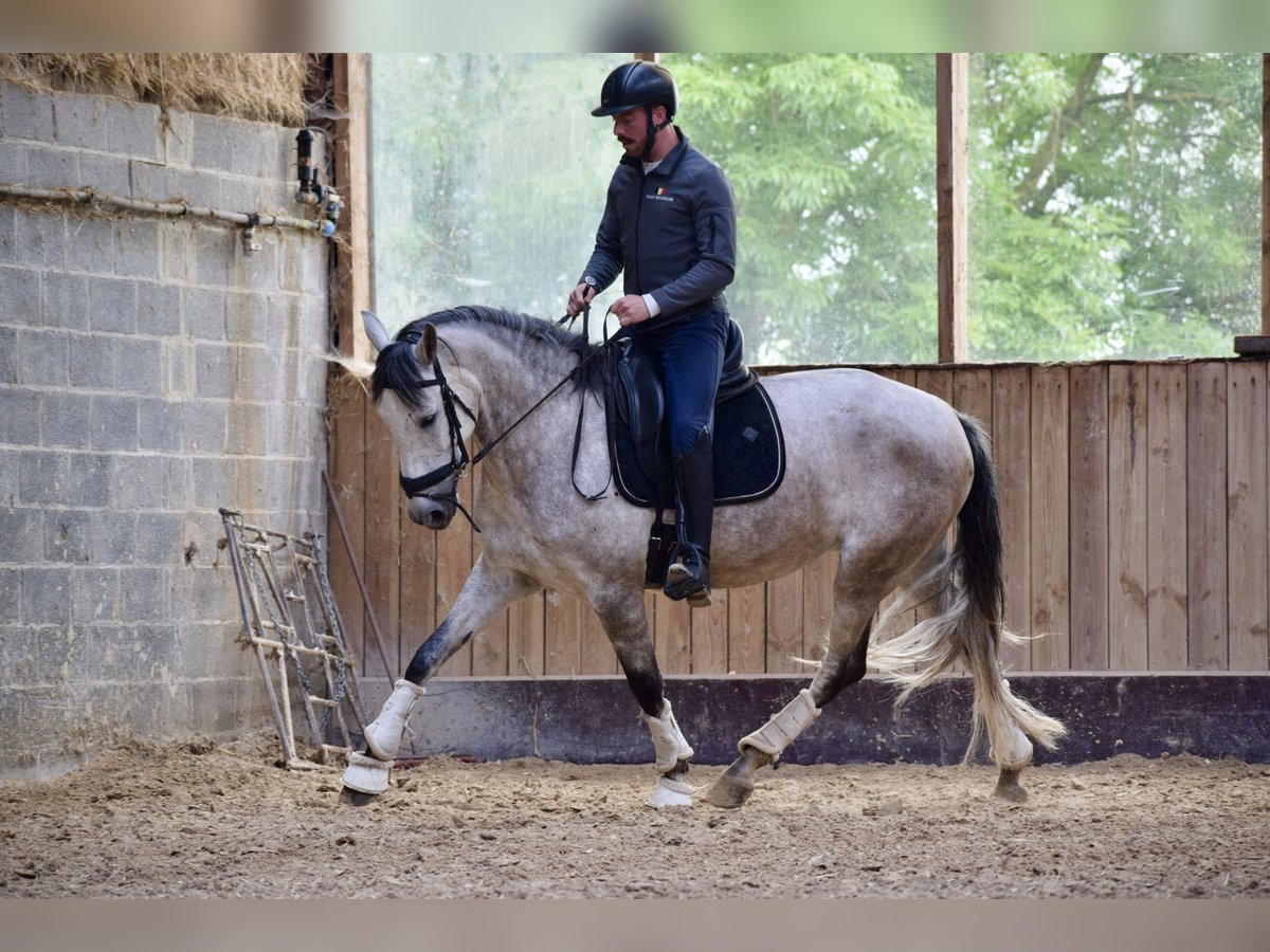 Andalou Jument 6 Ans 162 cm Gris (bai-dun) in Huy