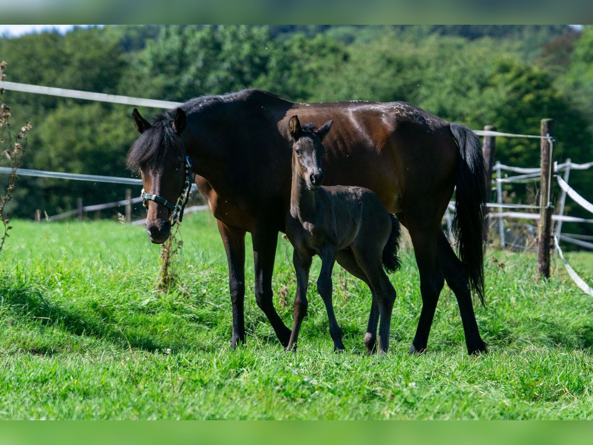 Andalou Croisé Jument 7 Ans 148 cm Bai in Aachen