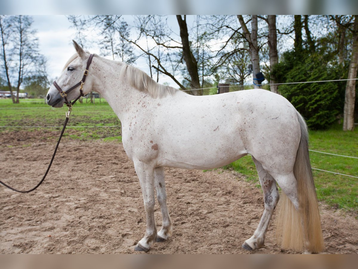 Andalou Jument 7 Ans 155 cm Gris in Leezdorf