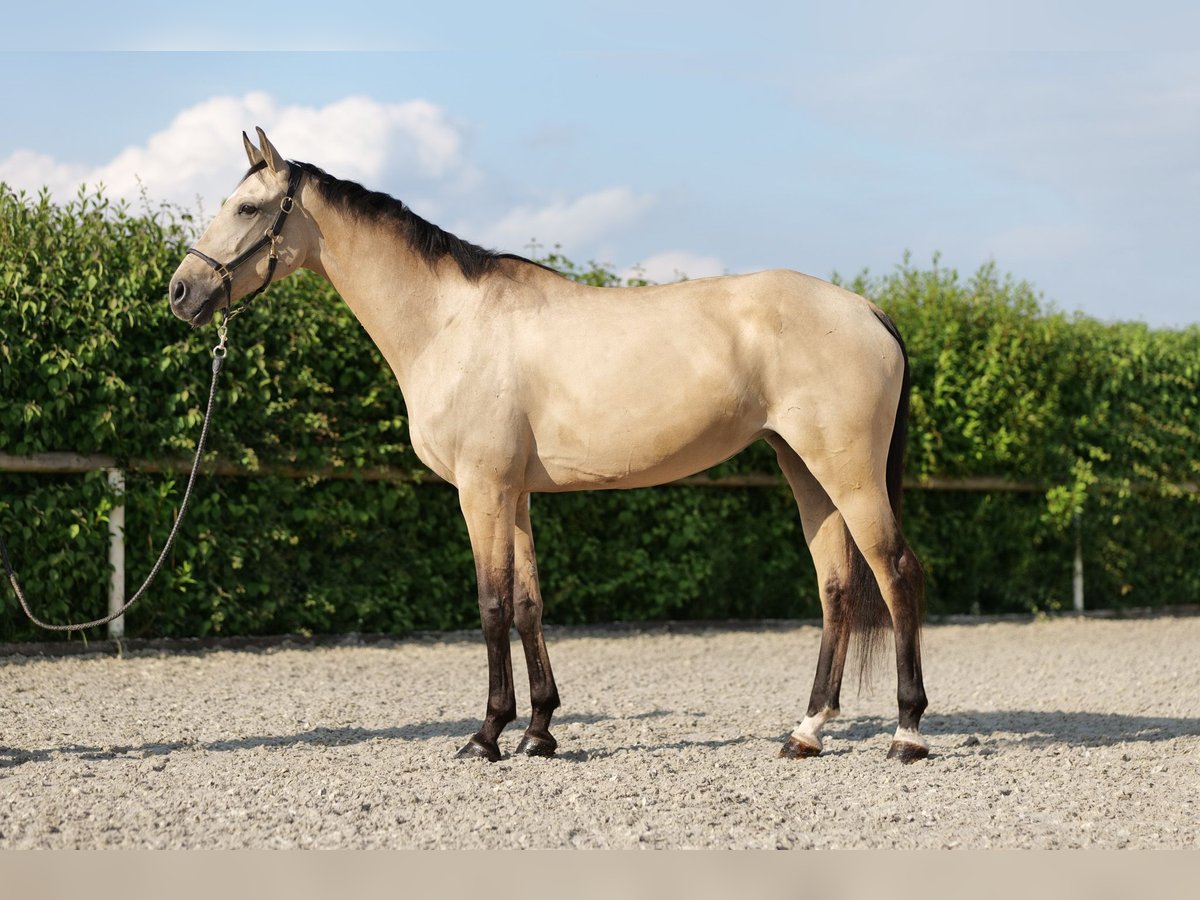 Andalou Jument 7 Ans 165 cm Isabelle in Neustadt (Wied)
