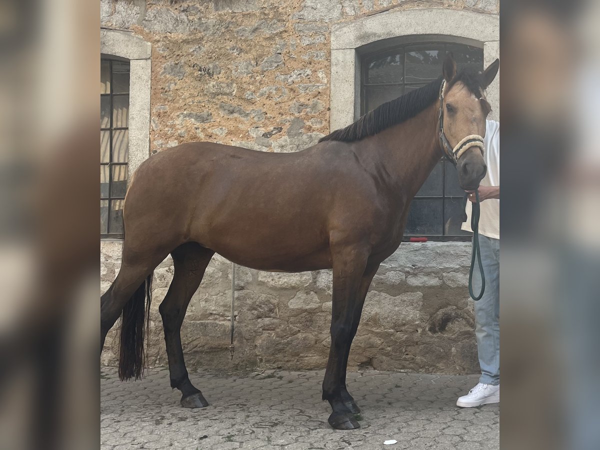 Andalou Croisé Jument 8 Ans 154 cm Buckskin in Wachtberg