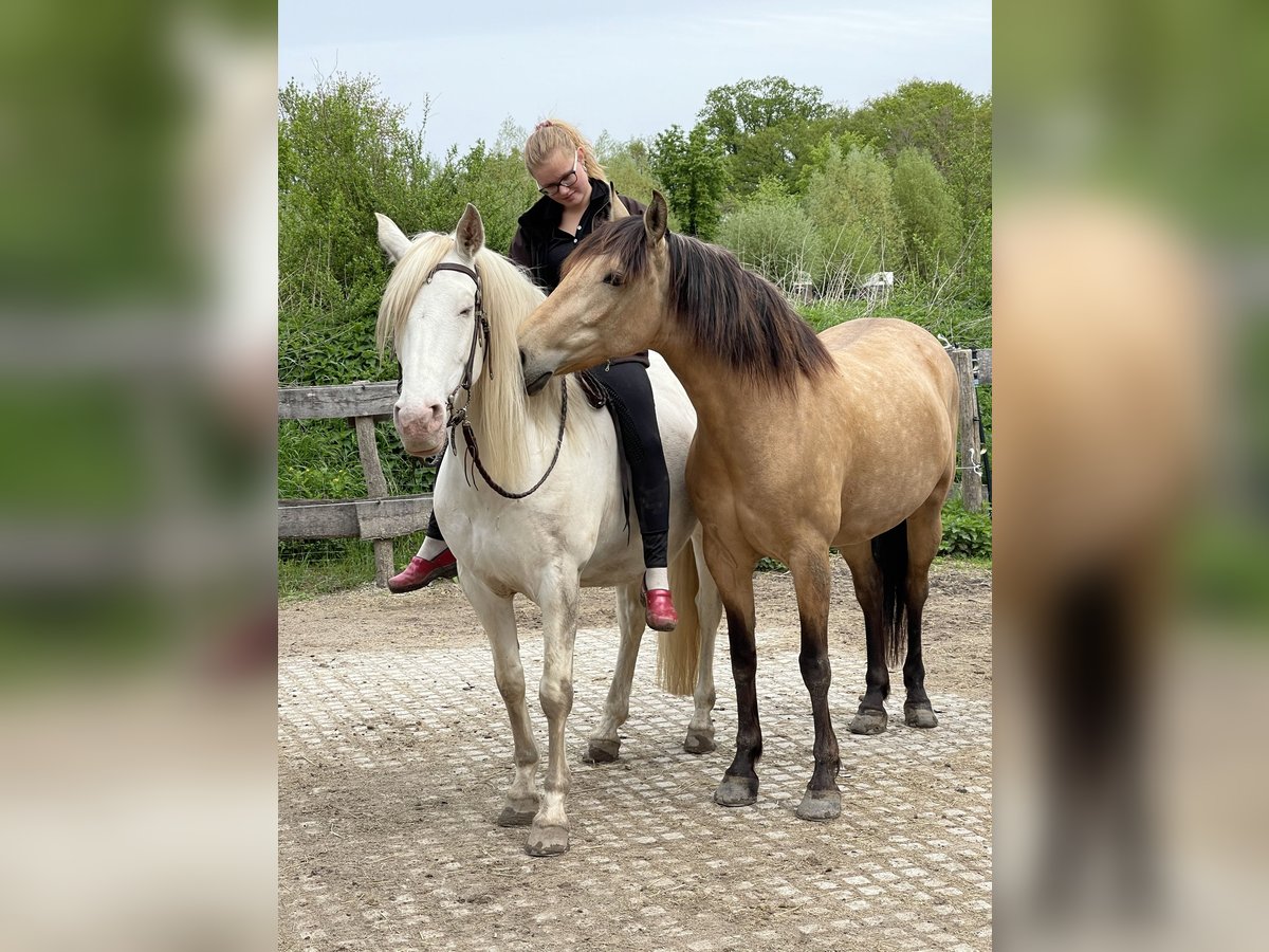 Andalou Jument 8 Ans 159 cm Isabelle in Nienhagen