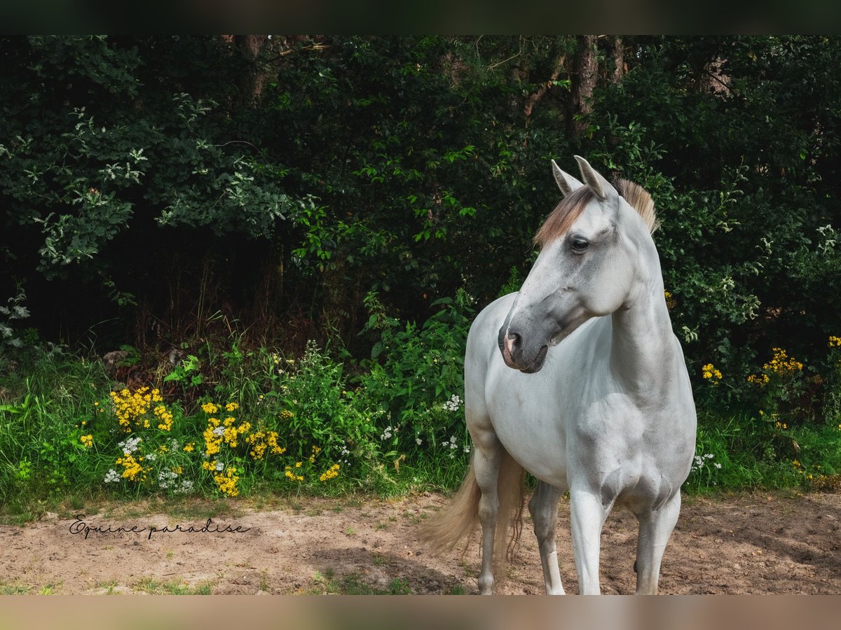 Andalou Croisé Jument 9 Ans 153 cm Perle in Kootwijkerbroek