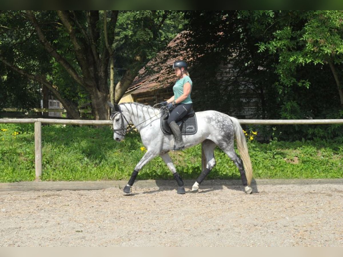 Andalou Jument 9 Ans 157 cm Gris pommelé in Wellheim