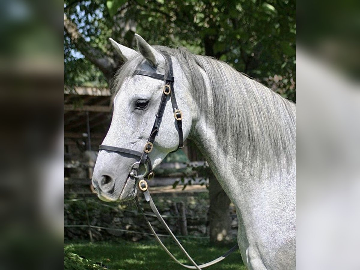 Andalou Jument 9 Ans 158 cm Gris in Au - Bad Feilnbach