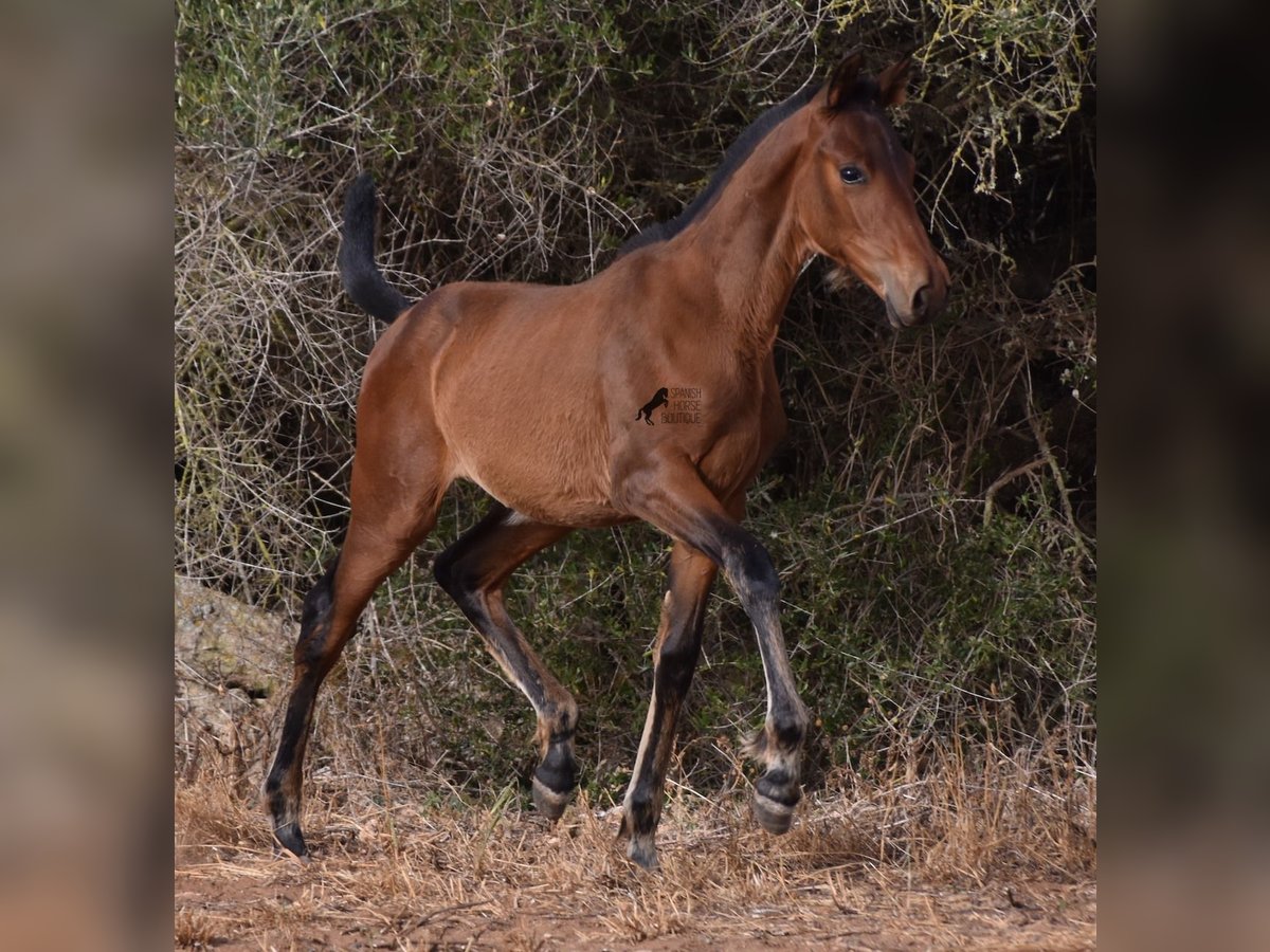 Andalou Jument Poulain (03/2024) 158 cm Bai in Menorca