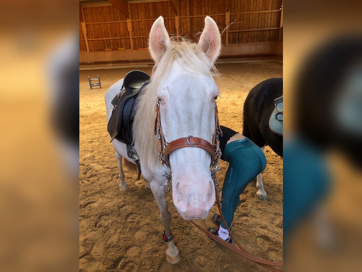 Andaluces Caballo castrado 10 años 147 cm Cremello in Lenggries