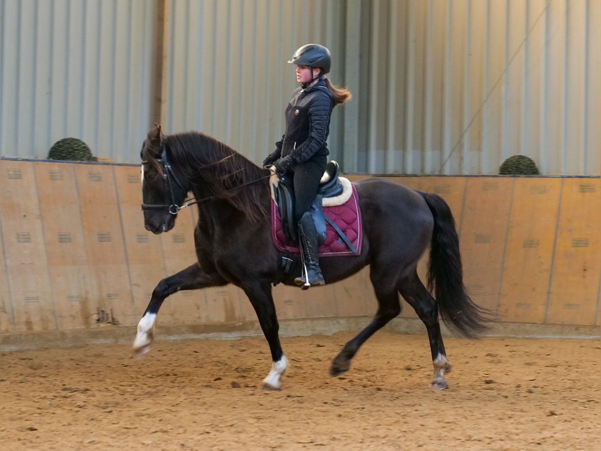 Andaluces Caballo castrado 10 años 150 cm Castaño oscuro in Neustadt (Wied)