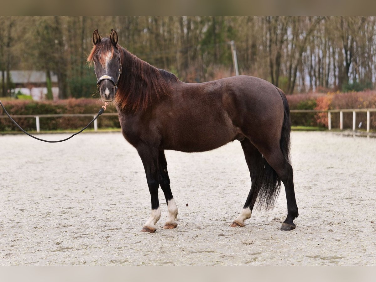 Andaluces Caballo castrado 10 años 150 cm Castaño oscuro in Neustadt (Wied)