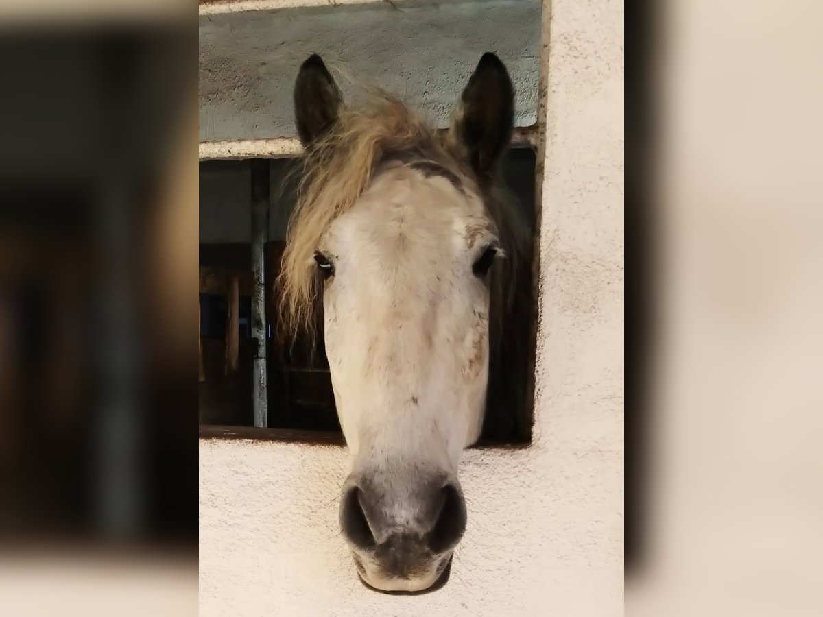 Andaluces Mestizo Caballo castrado 10 años 151 cm Tordo rodado in Scheibenberg