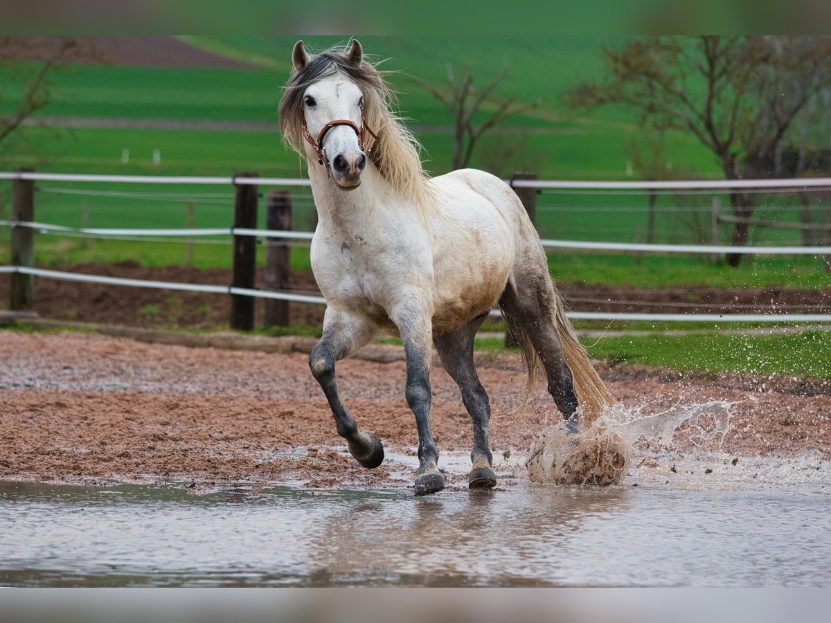 Andaluces Caballo castrado 10 años 152 cm Tordo in Ringgau