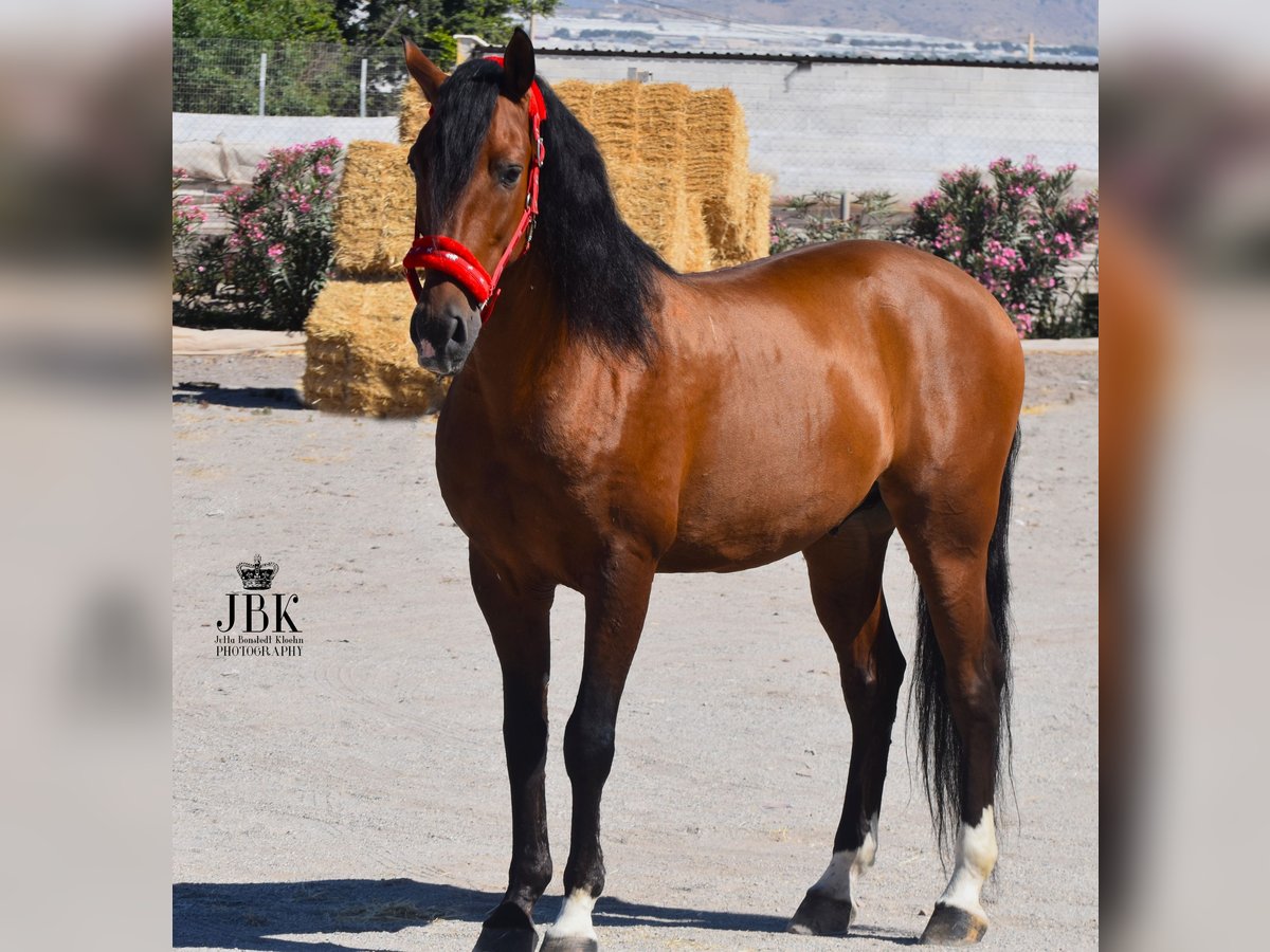 Andaluces Caballo castrado 10 años 159 cm Castaño in Tabernas Almeria