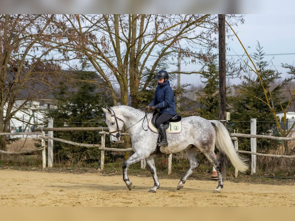 Andaluces Mestizo Caballo castrado 10 años 167 cm Tordo in Gy&#x151;rszemere