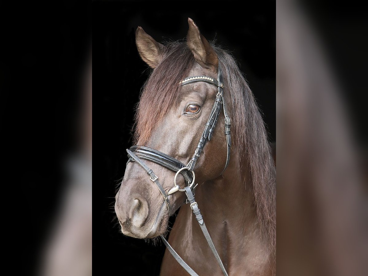 Andaluces Caballo castrado 11 años 163 cm Negro in Bötersen