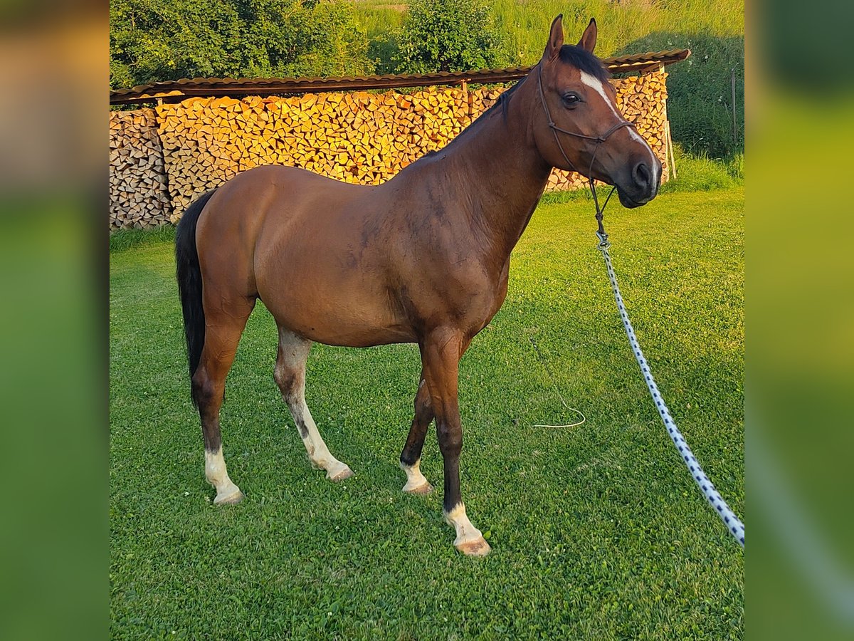 Andaluces Mestizo Caballo castrado 11 años 165 cm Castaño in Amlikon