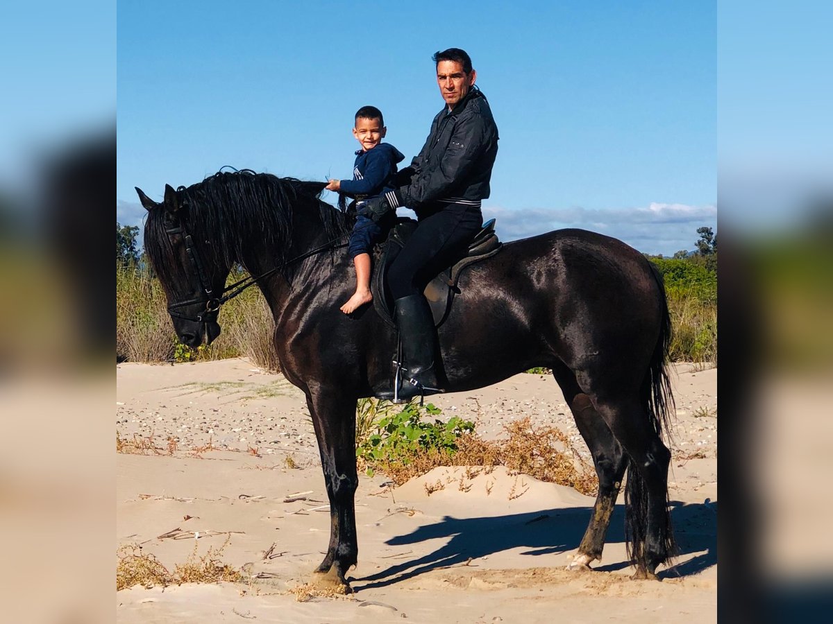 Andaluces Caballo castrado 11 años 170 cm Negro in Vila-Seca