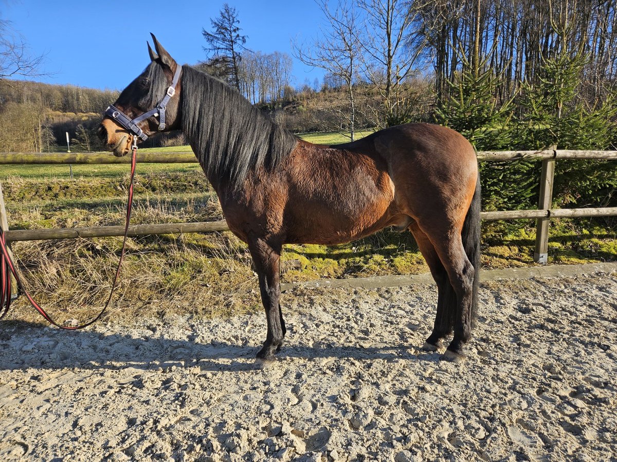 Andaluces Caballo castrado 12 años 158 cm Castaño oscuro in Bergneustadt