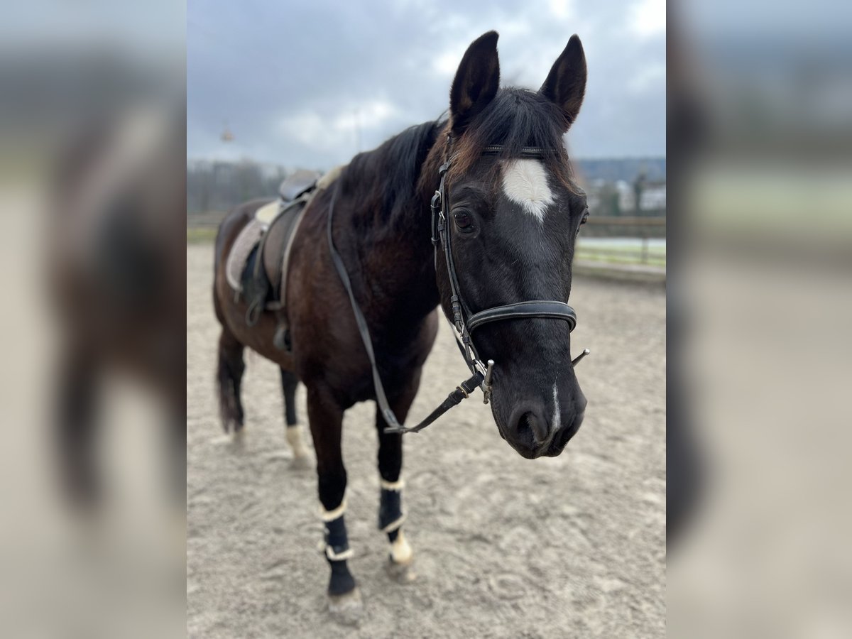 Andaluces Caballo castrado 12 años 158 cm Negro in Wolfwil