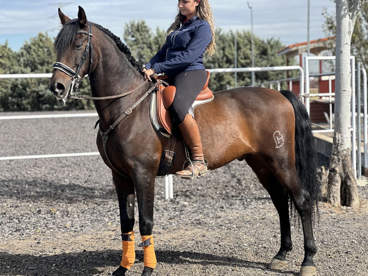 Andaluces Caballo castrado 12 años 164 cm Castaño in Madrid