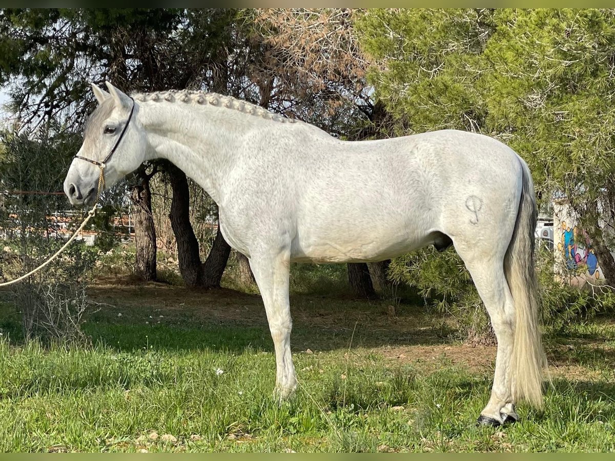 Andaluces Caballo castrado 12 años 164 cm Tordo rodado in Martfeld