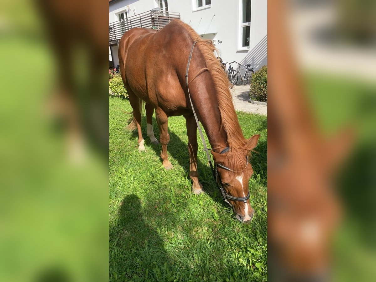 Andaluces Caballo castrado 12 años 165 cm Alazán in Alling