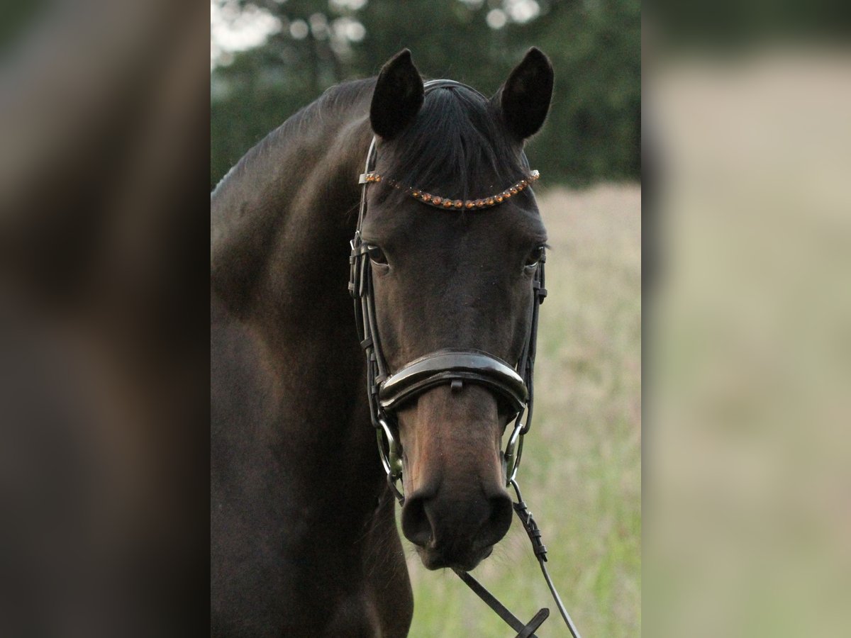 Andaluces Caballo castrado 13 años 155 cm Morcillo in Fockbek