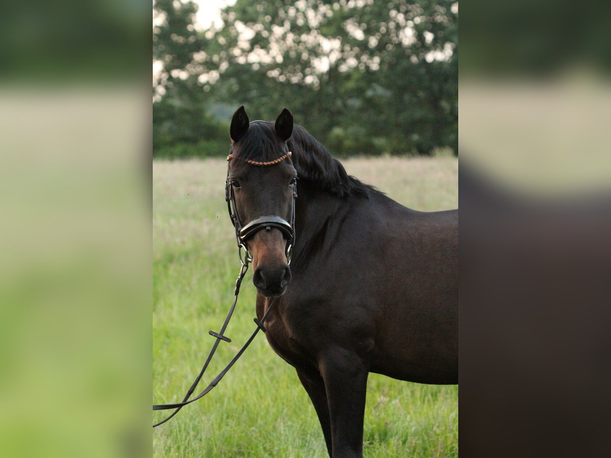 Andaluces Caballo castrado 13 años 155 cm Morcillo in Fockbek