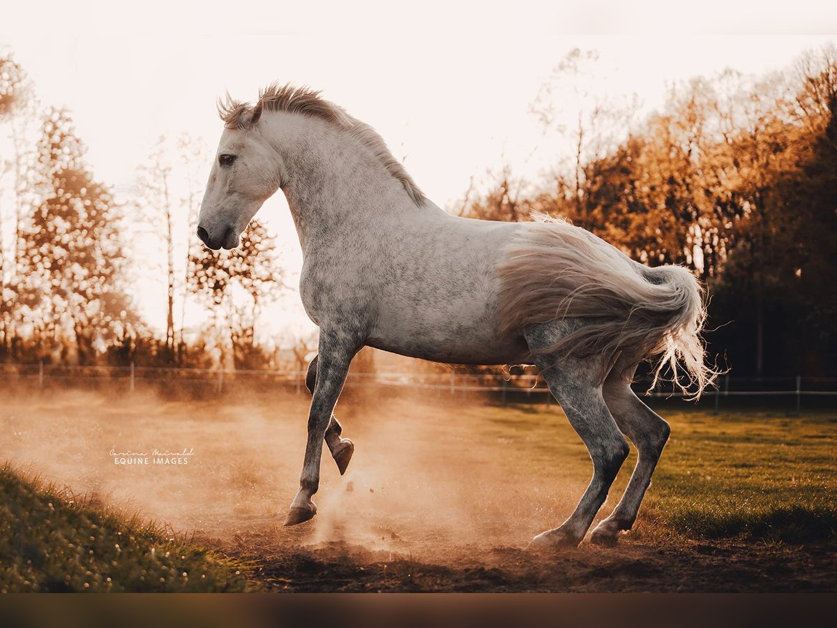 Andaluces Caballo castrado 13 años 160 cm Tordo in Lippstadt