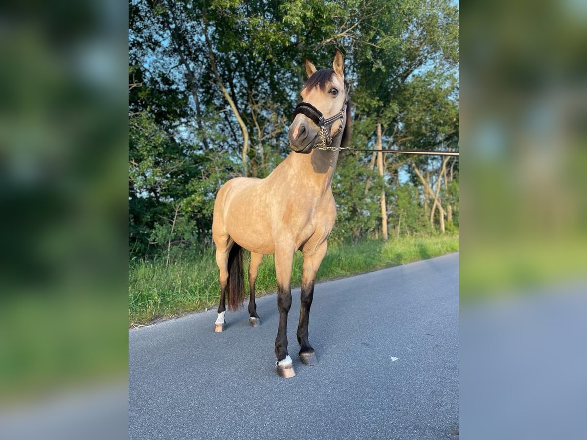 Andaluces Caballo castrado 14 años 151 cm Bayo in Friesenhagen