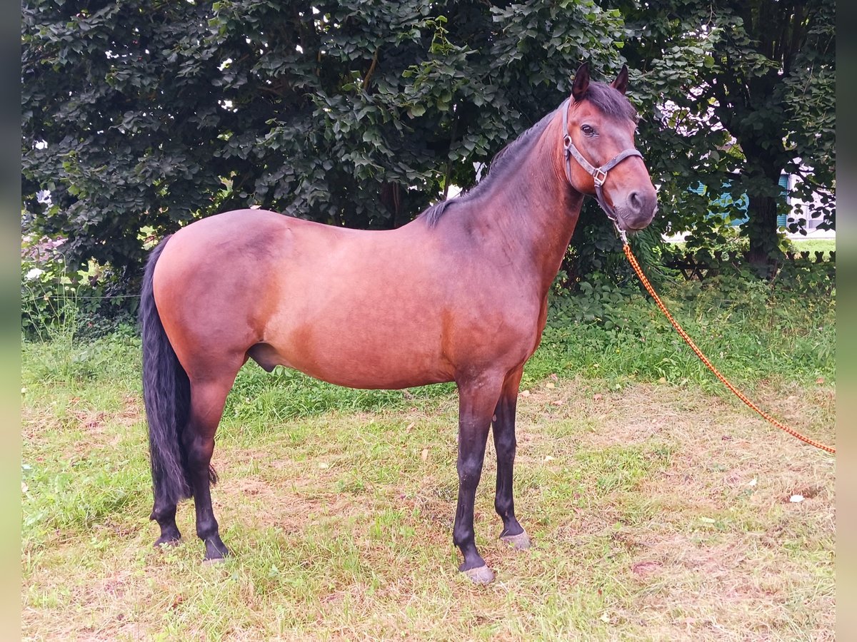 Andaluces Caballo castrado 14 años 158 cm Castaño in Silkerode