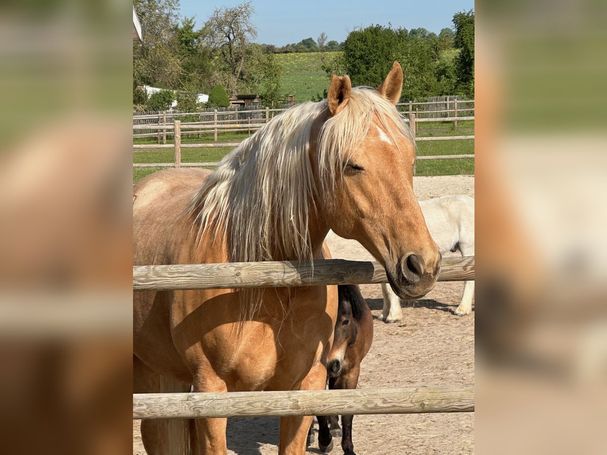 Andaluces Caballo castrado 14 años 160 cm Palomino in Neu Drefahl