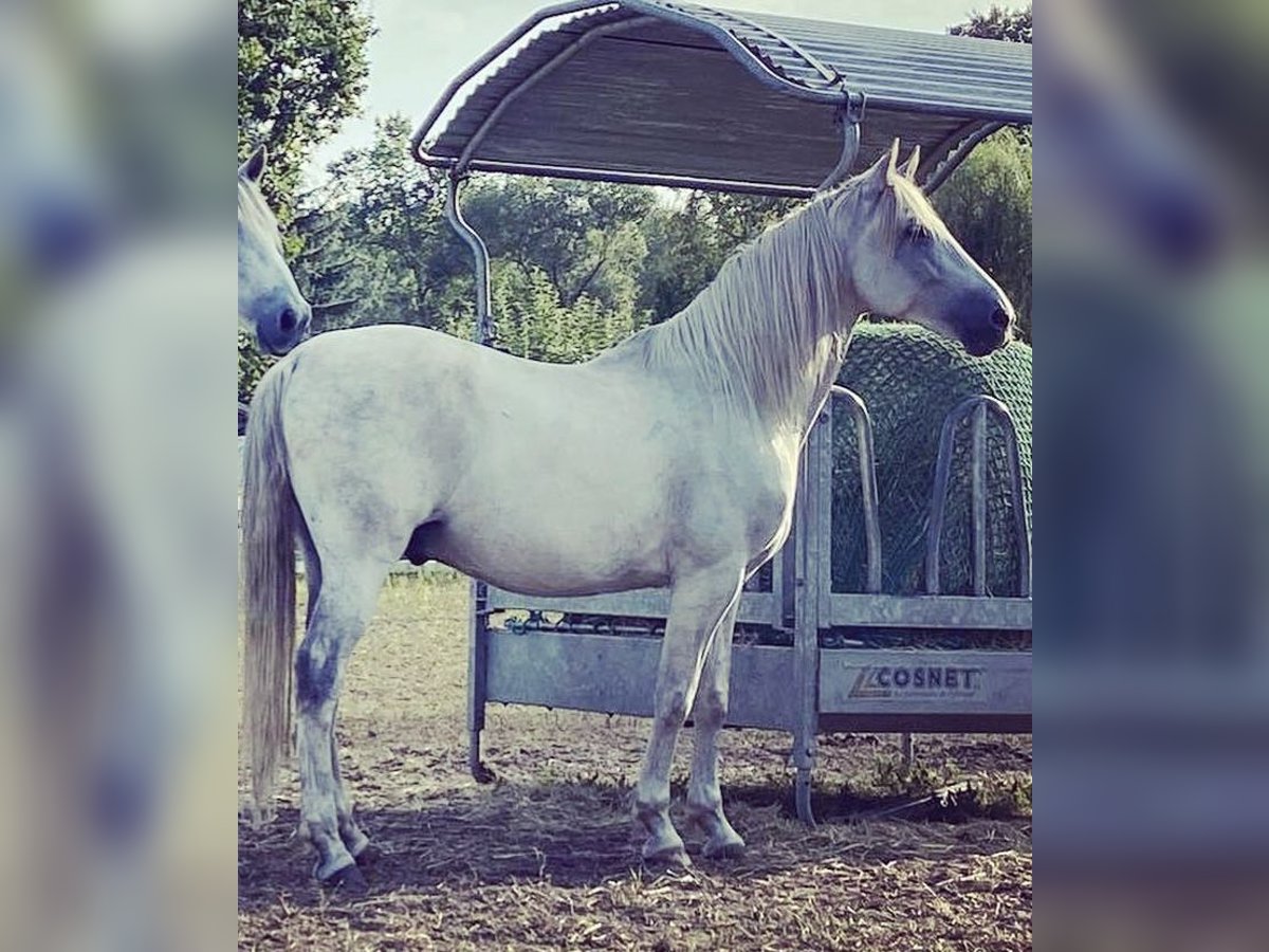 Andaluces Caballo castrado 14 años 161 cm Tordo in Aull