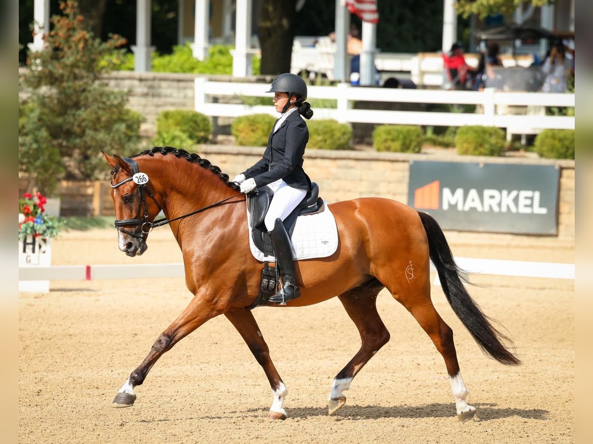 Andaluces Caballo castrado 14 años 163 cm Castaño in Conroe