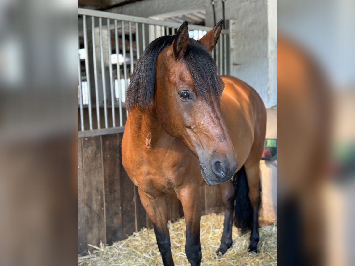 Andaluces Mestizo Caballo castrado 14 años 163 cm Castaño in Cremlingen