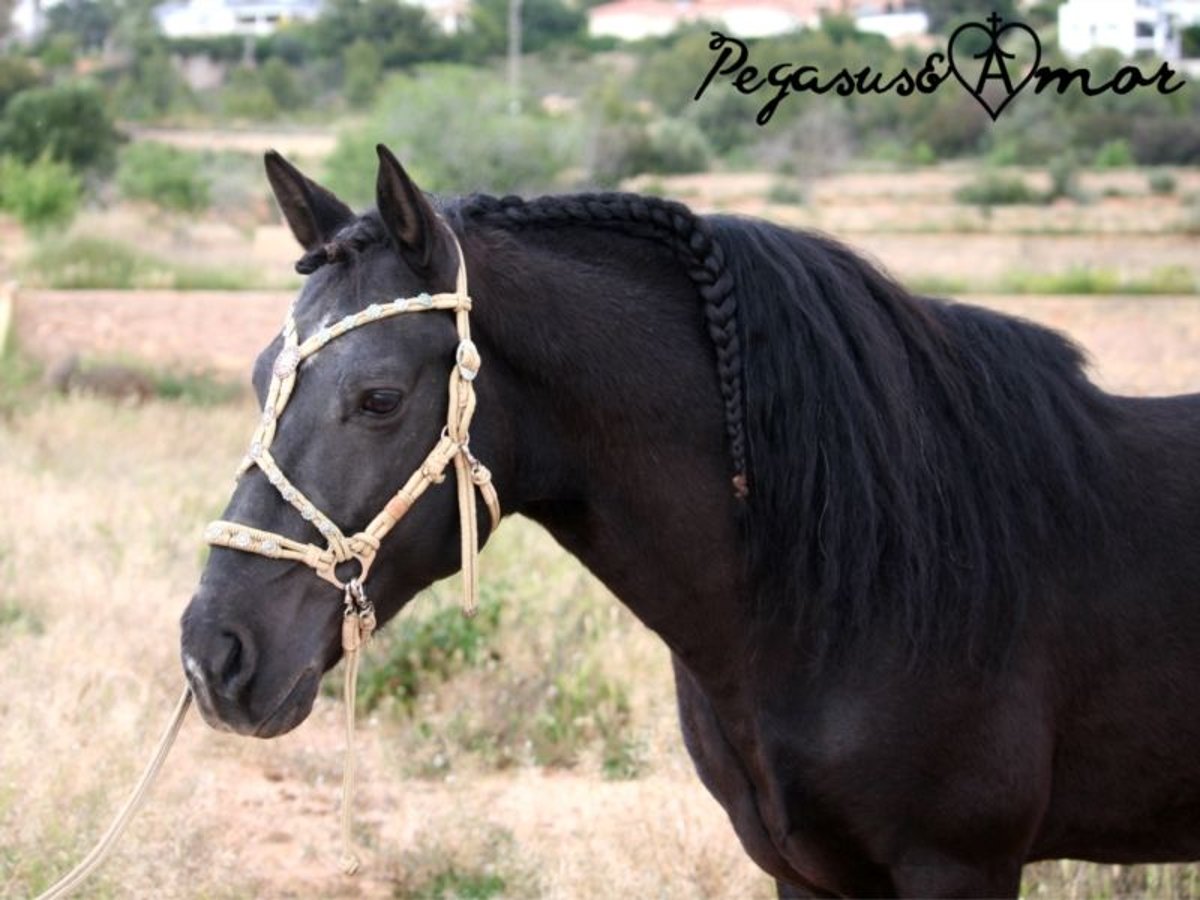 Andaluces Caballo castrado 15 años 145 cm Negro in Bad Wörishofen