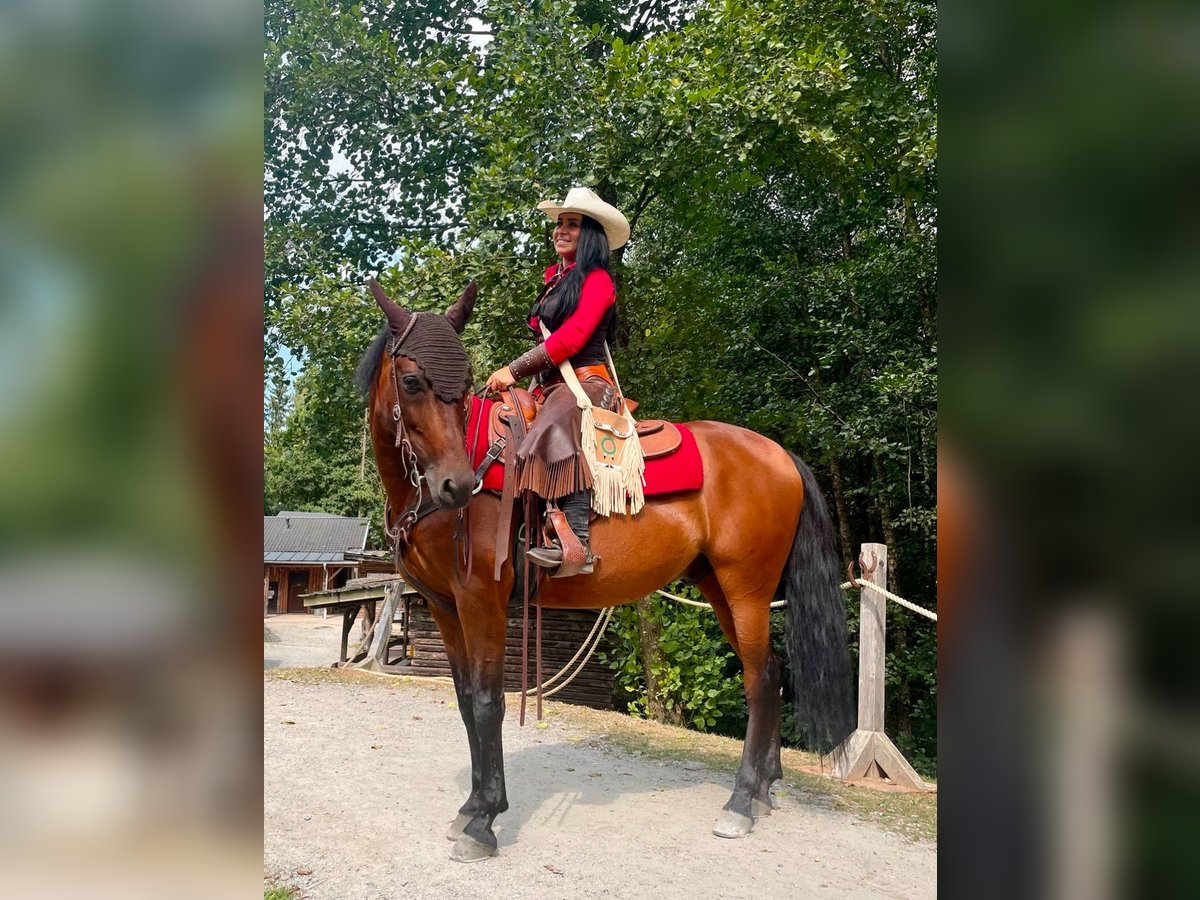 Andaluces Caballo castrado 15 años 150 cm Castaño in Eging am See