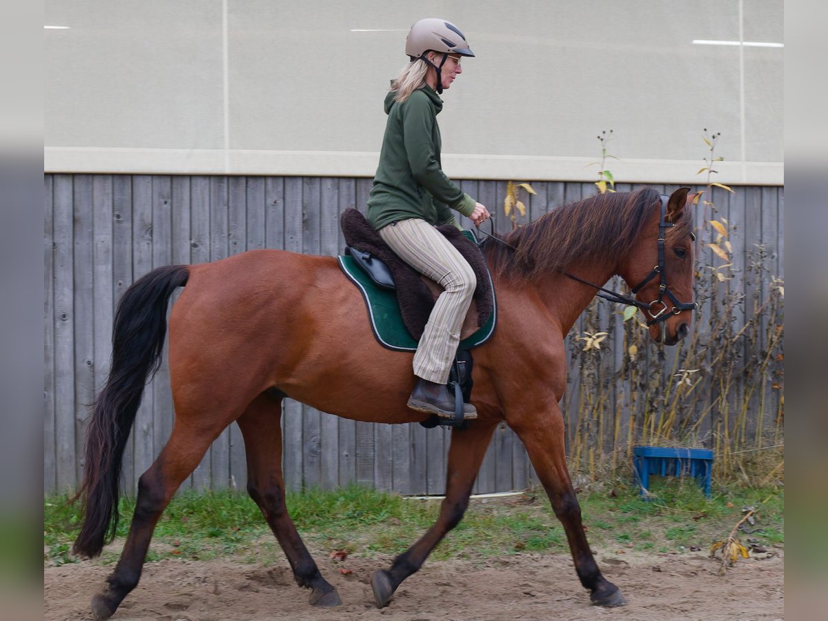 Andaluces Mestizo Caballo castrado 15 años 164 cm Castaño in TostedtTostedt