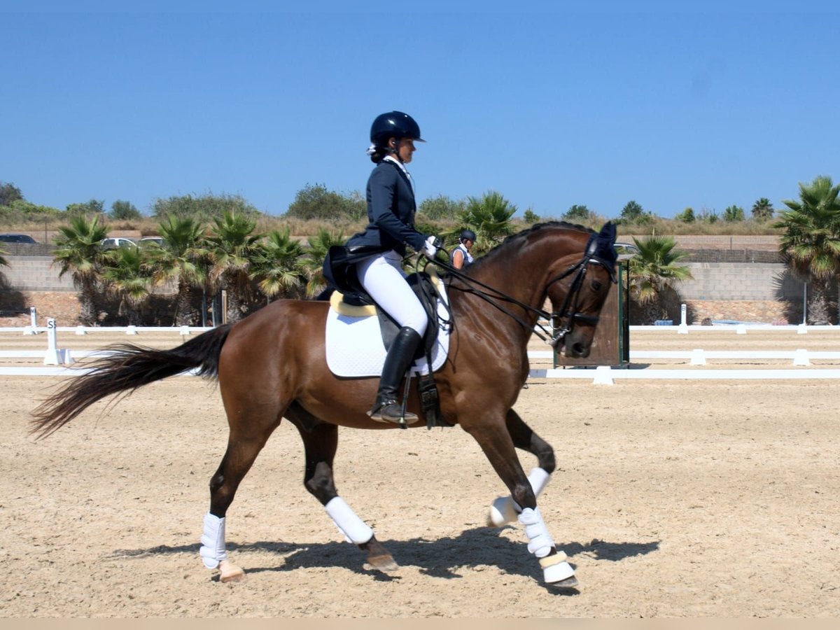 Andaluces Caballo castrado 15 años 166 cm Castaño in Madrid