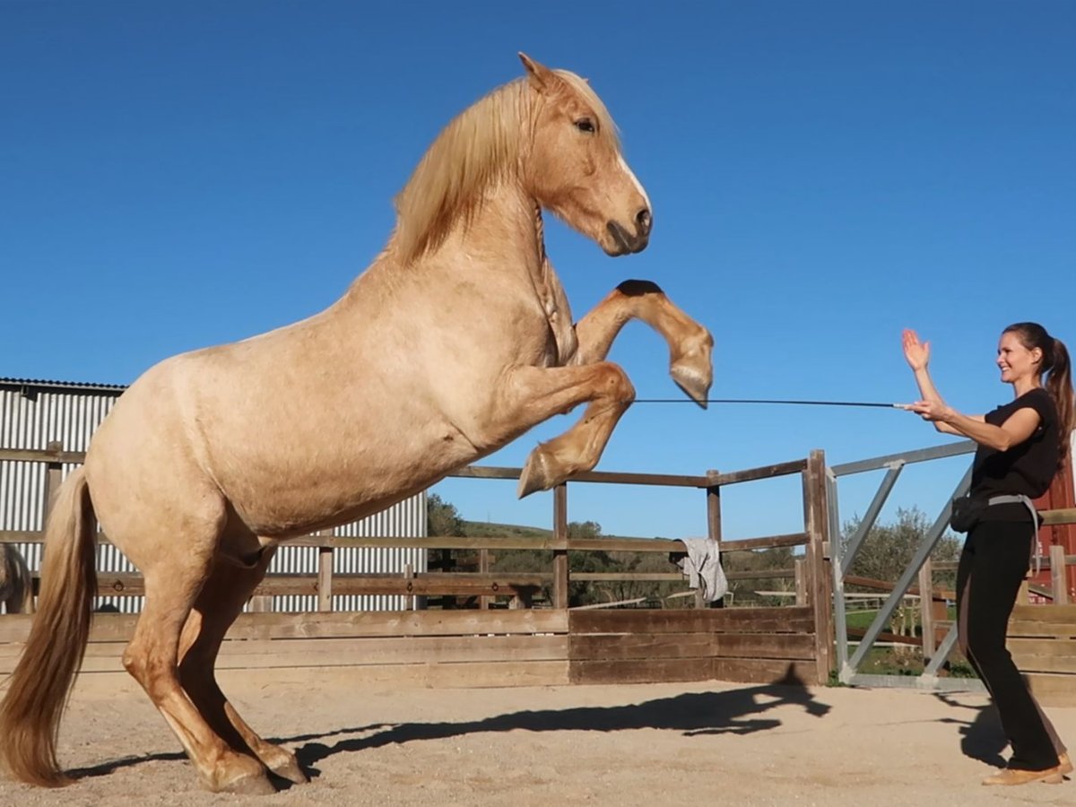 Andaluces Caballo castrado 16 años 161 cm Palomino in San Ambrosio