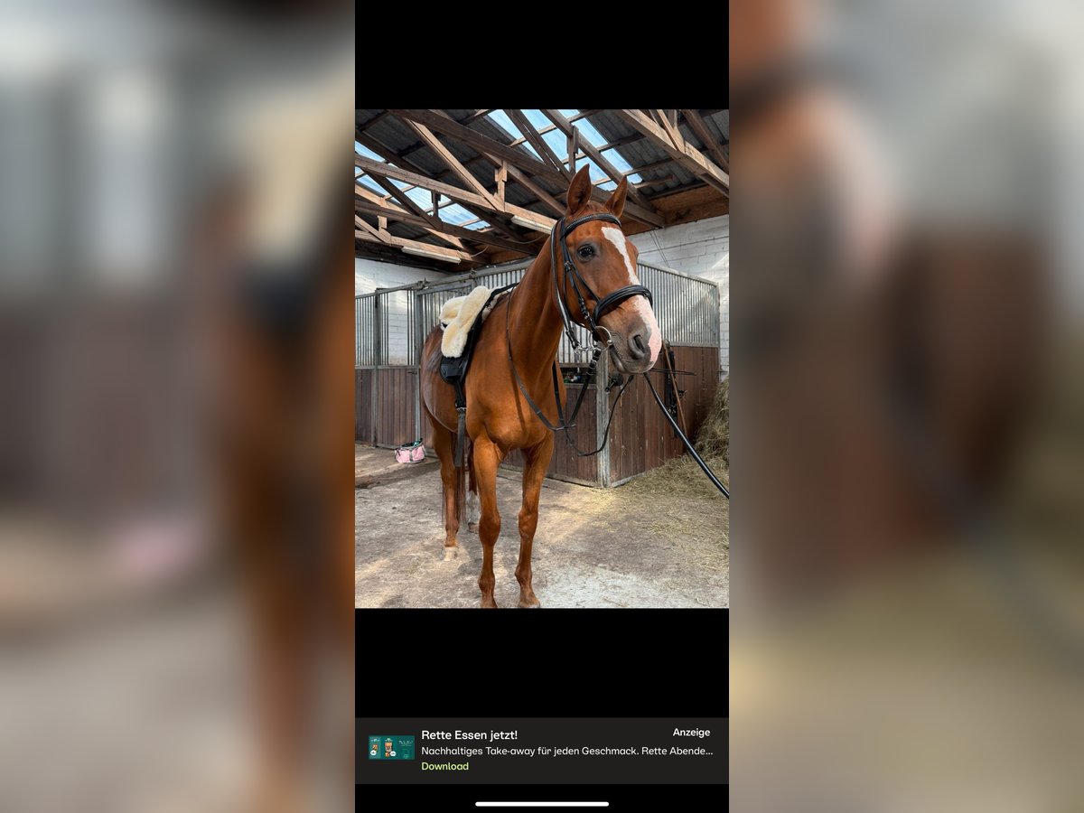 Andaluces Caballo castrado 17 años 160 cm Alazán in D&#xF6;rpen