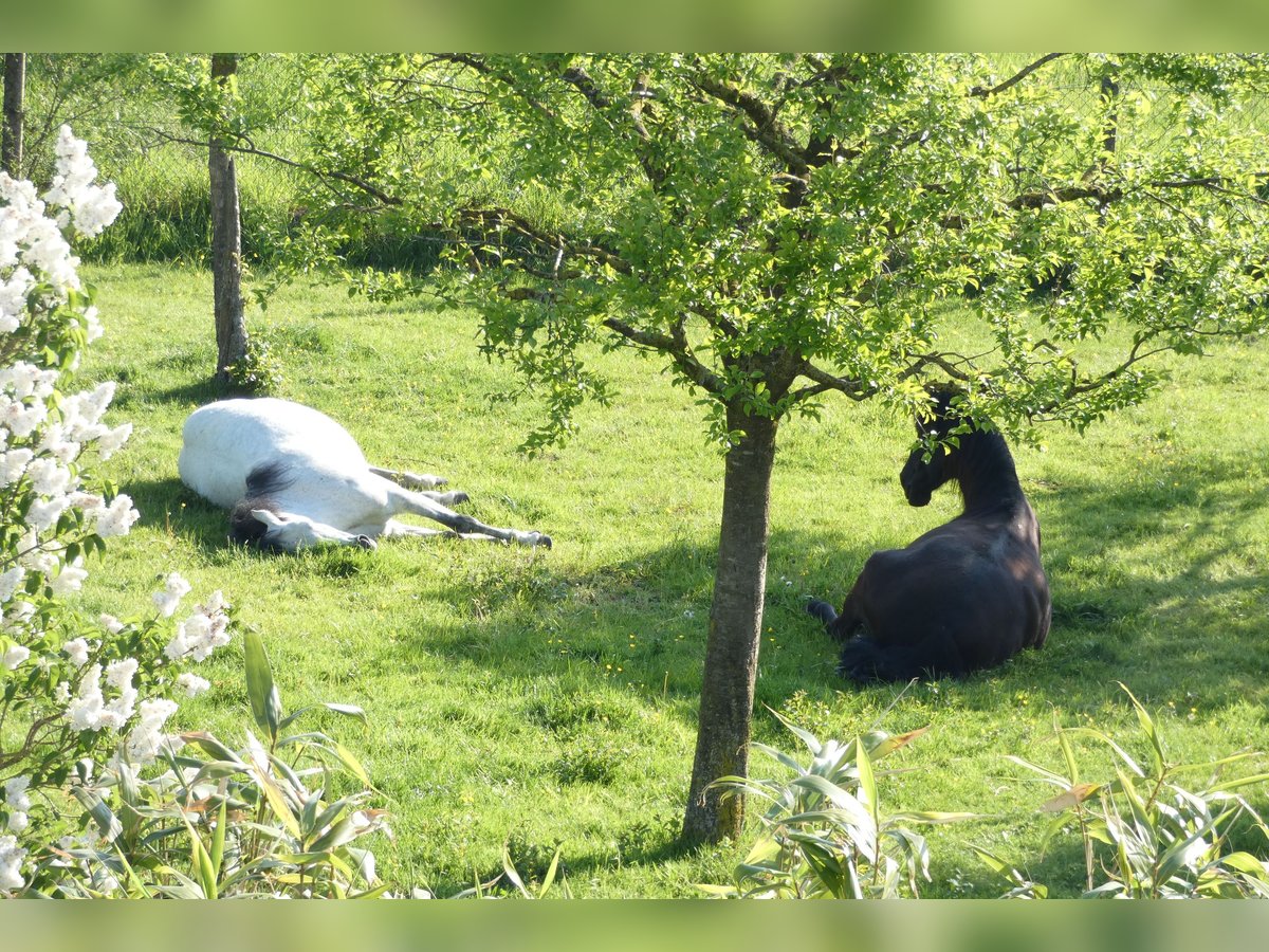 Andaluces Caballo castrado 18 años 153 cm Castaño oscuro in Stolberg (Rheinland)