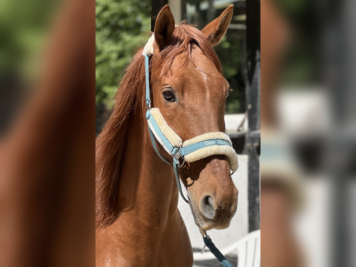 Andaluces Caballo castrado 19 años 158 cm Alazán in Leverkusen