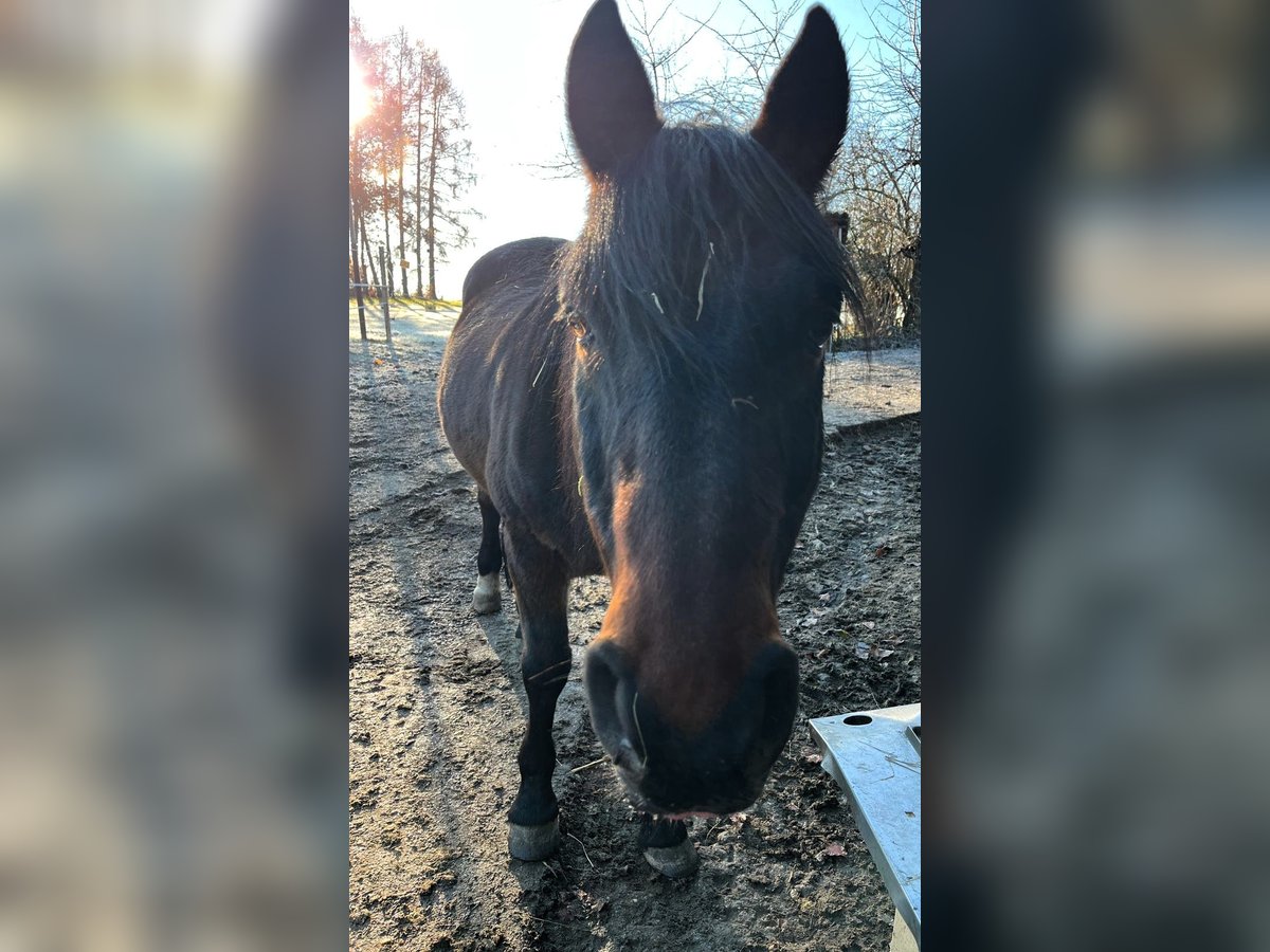 Andaluces Mestizo Caballo castrado 21 años in Stolpen